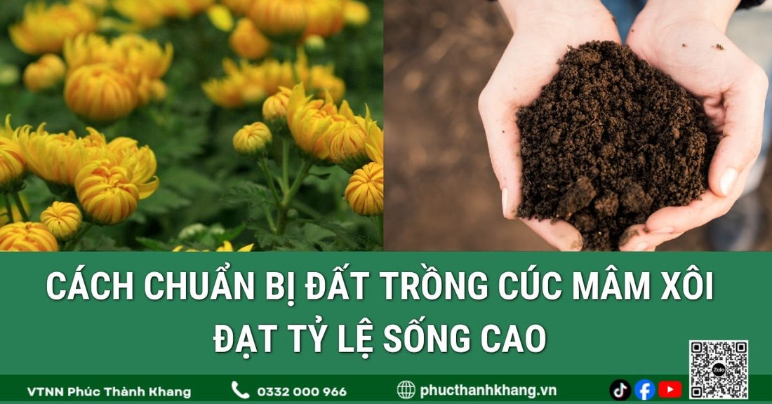Cách Chuẩn Bị Đất Trồng Cúc Mâm Xôi Đạt Tỷ Lệ Sống Cao