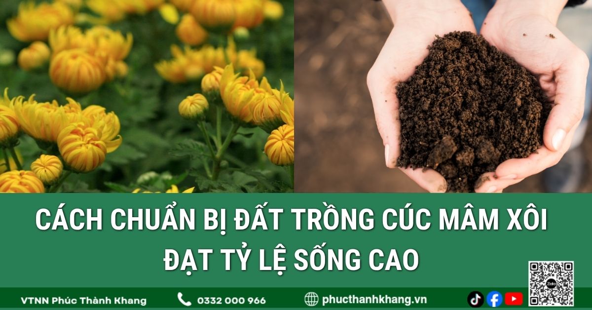Cách Chuẩn Bị Đất Trồng Cúc Mâm Xôi Đạt Tỷ Lệ Sống Cao