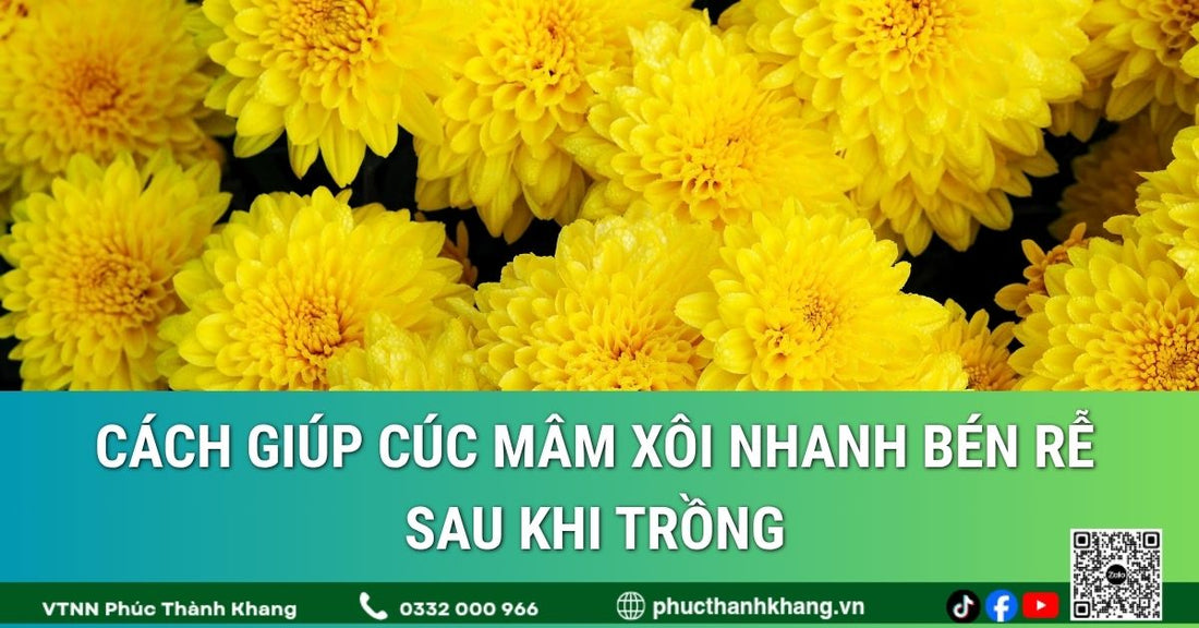 Cách giúp cúc mâm xôi nhanh bén rễ sau khi trồng