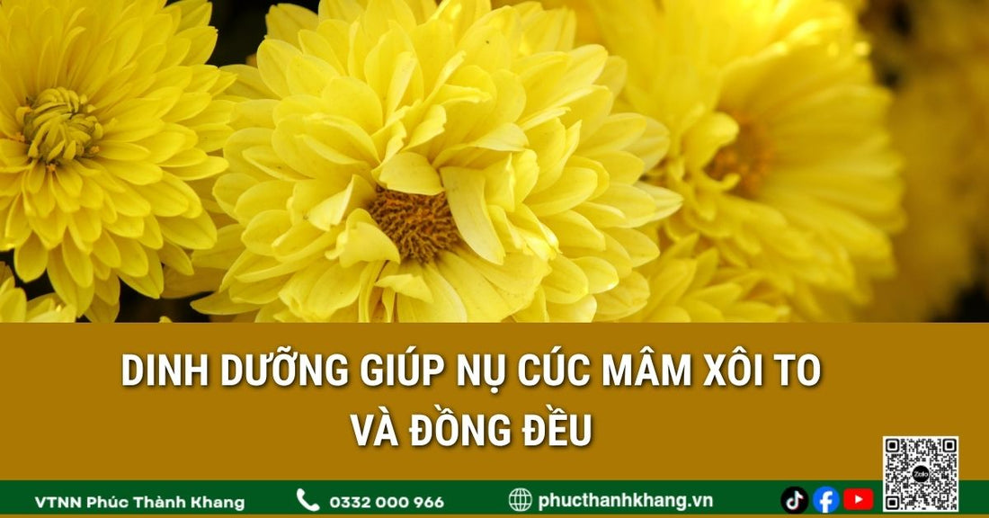 Dinh dưỡng giúp nụ cúc mâm xôi to và đồng đều