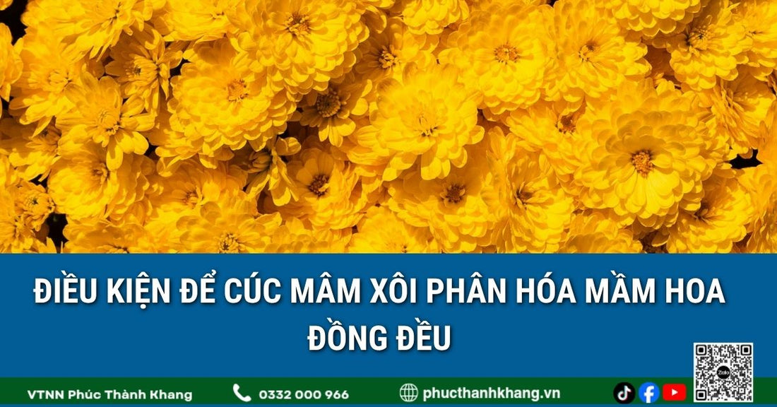 Điều kiện để cúc mâm xôi phân hóa mầm hoa đồng đều