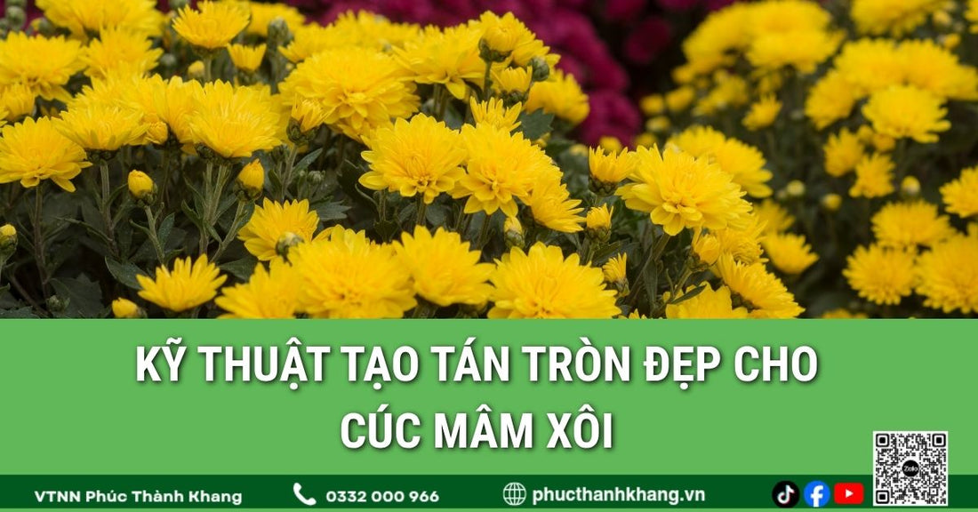 Kỹ thuật tạo tán tròn đẹp cho cúc mâm xôi