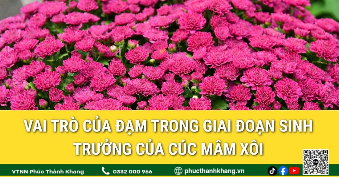 Vai trò của đạm trong giai đoạn sinh trưởng của cúc mâm xôi