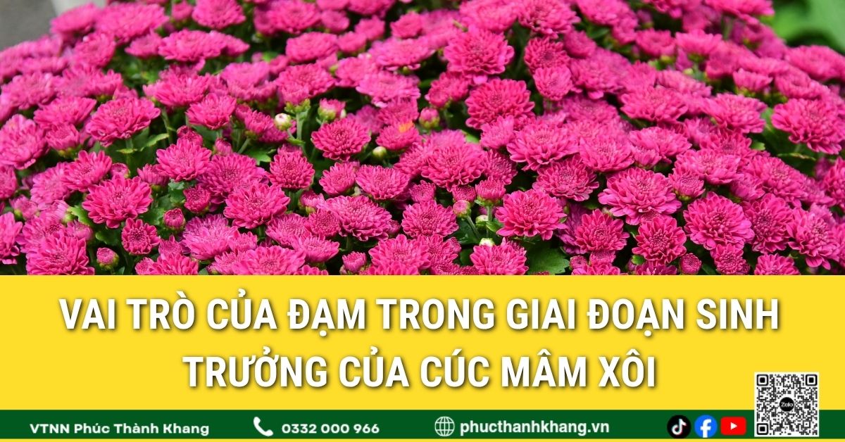 Vai trò của đạm trong giai đoạn sinh trưởng của cúc mâm xôi