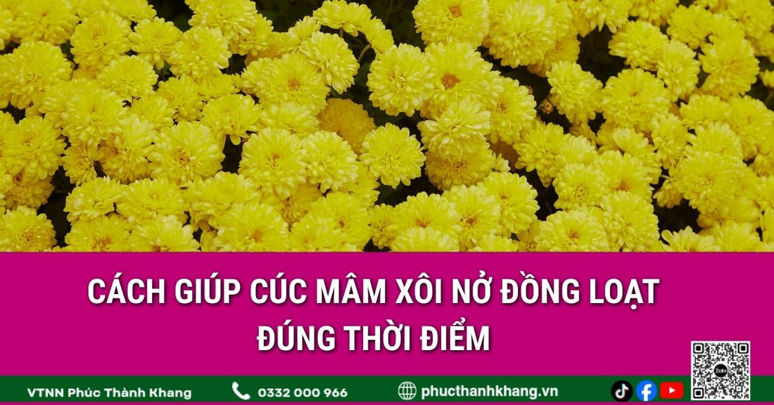 Cách giúp cúc mâm xôi nở đồng loạt đúng thời điểm