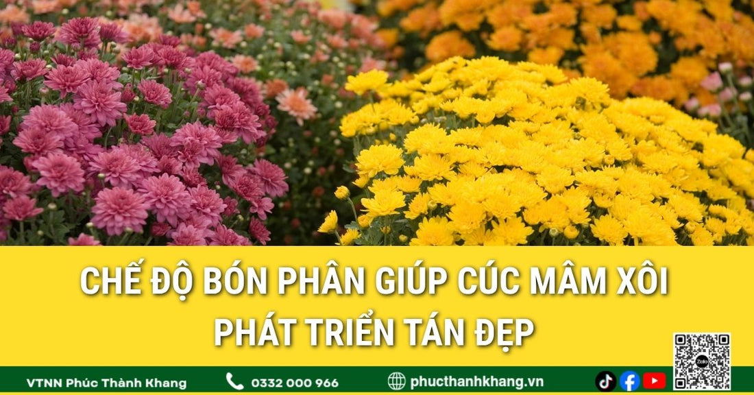Chế độ bón phân giúp cúc mâm xôi phát triển tán đẹp