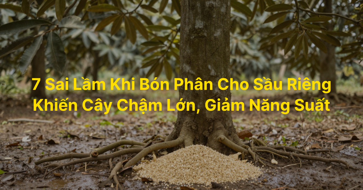 7 Sai Lầm Khi Bón Phân Cho Sầu Riêng Khiến Cây Chậm Lớn, Giảm Năng Suất