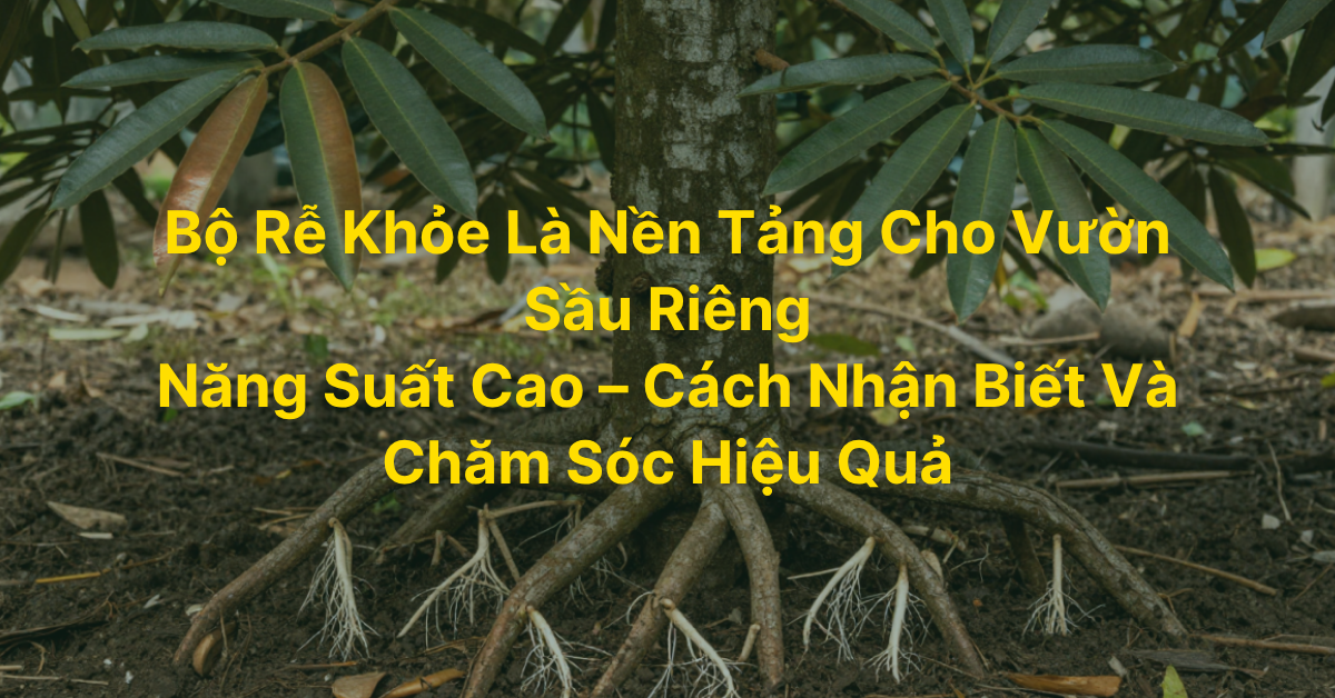 Bộ Rễ Khỏe Là Nền Tảng Cho Vườn Sầu Riêng Năng Suất Cao – Cách Nhận Biết Và Chăm Sóc Hiệu Quả
