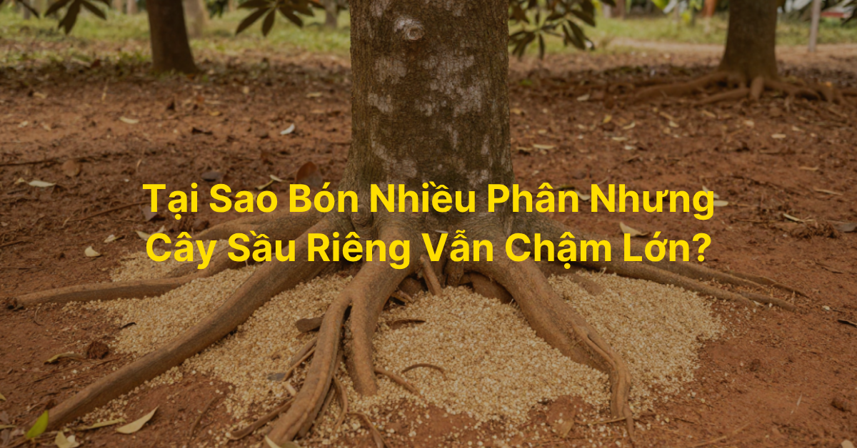Tại Sao Bón Nhiều Phân Nhưng Cây Sầu Riêng Vẫn Chậm Lớn?