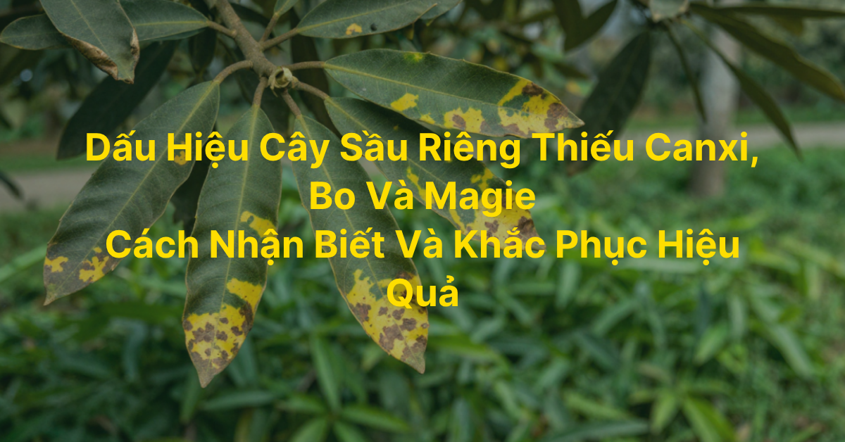Dấu Hiệu Cây Sầu Riêng Thiếu Canxi, Bo Và Magie – Cách Nhận Biết Và Khắc Phục Hiệu Quả