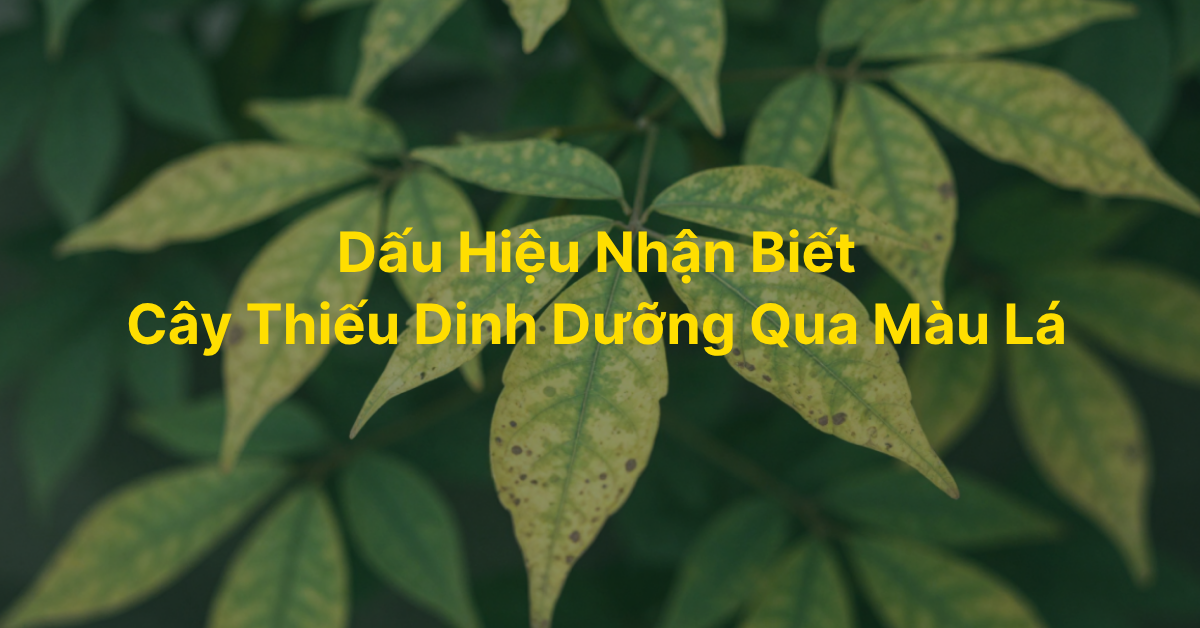 Cách nhận biết cây thiếu dinh dưỡng qua màu lá