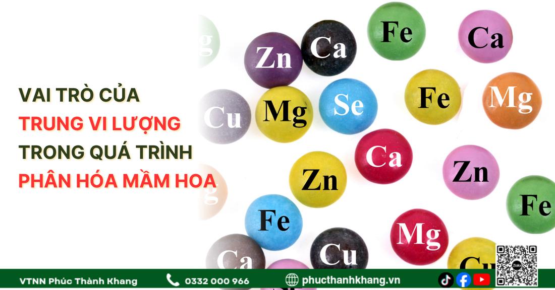 Vai Trò Của Trung Vi Lượng Trong Quá Trình Phân Hóa Mầm Hoa Trên Cây Sầu Riêng