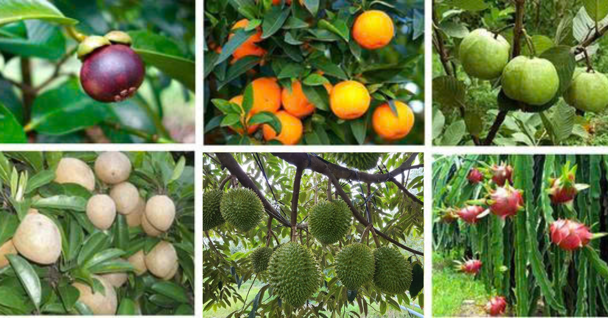 Kỹ Thuật Bón Phân Cho Cây Ăn Quả Trong Mùa Mưa Hiệu Quả