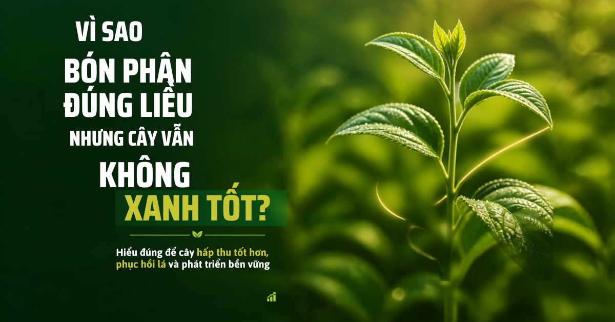Vì Sao Bón Phân Đúng Liều Nhưng Cây Vẫn Không Xanh Tốt?