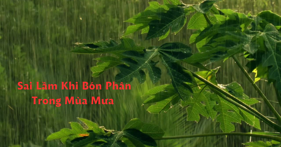 Những Sai Lầm Khi Bón Phân Trong Mùa Mưa Khiến Cây Trồng Kém Phát Triển