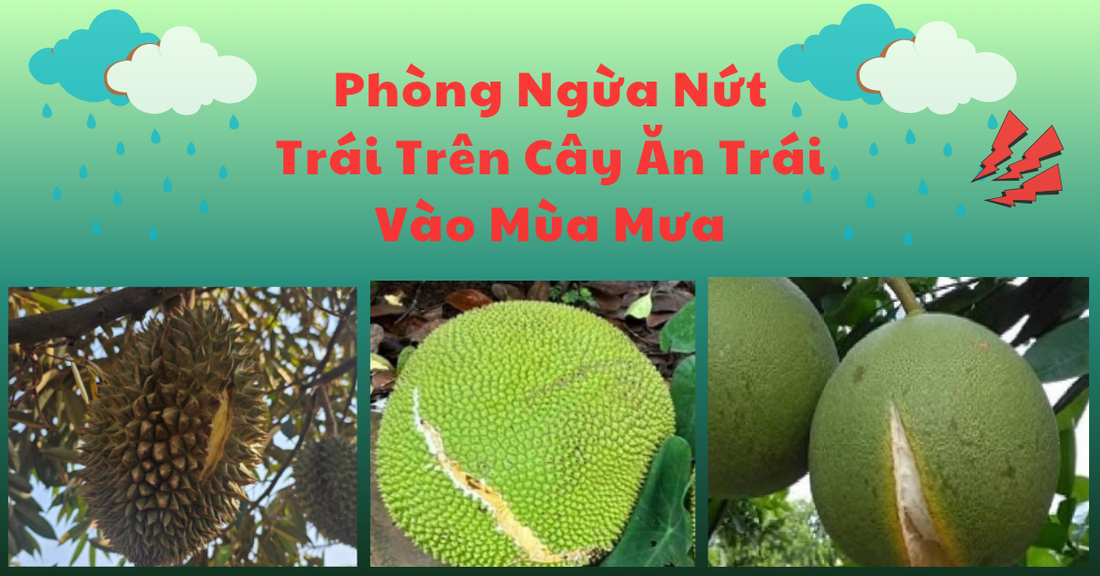Cách Phòng Ngừa Nứt Trái Trên Cây Ăn Trái Trong Mùa Mưa