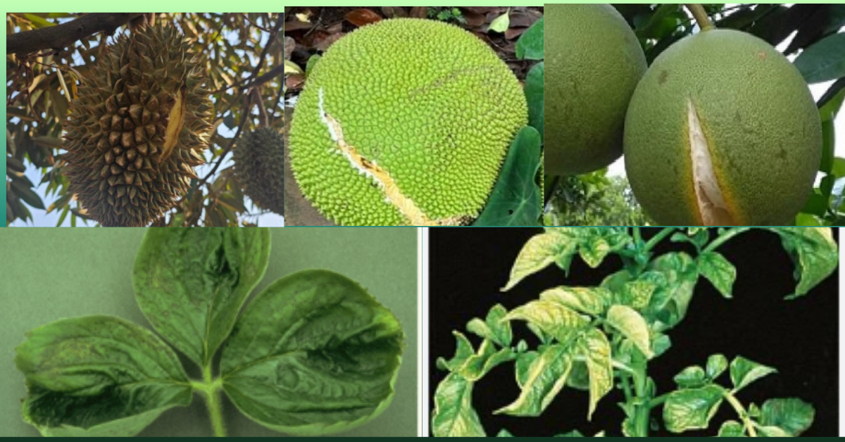 Vai Trò Của Canxi Đối Với Cây Trồng Trong Mùa Mưa