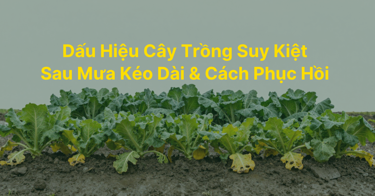 Dấu hiệu cây trồng bị suy kiệt sau những đợt mưa kéo dài và cách phục hồi hiệu quả