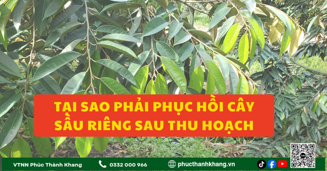 Tại Sao Phải Phục Hồi Cây Sầu Riêng Sau Khi Thu Hoạch?