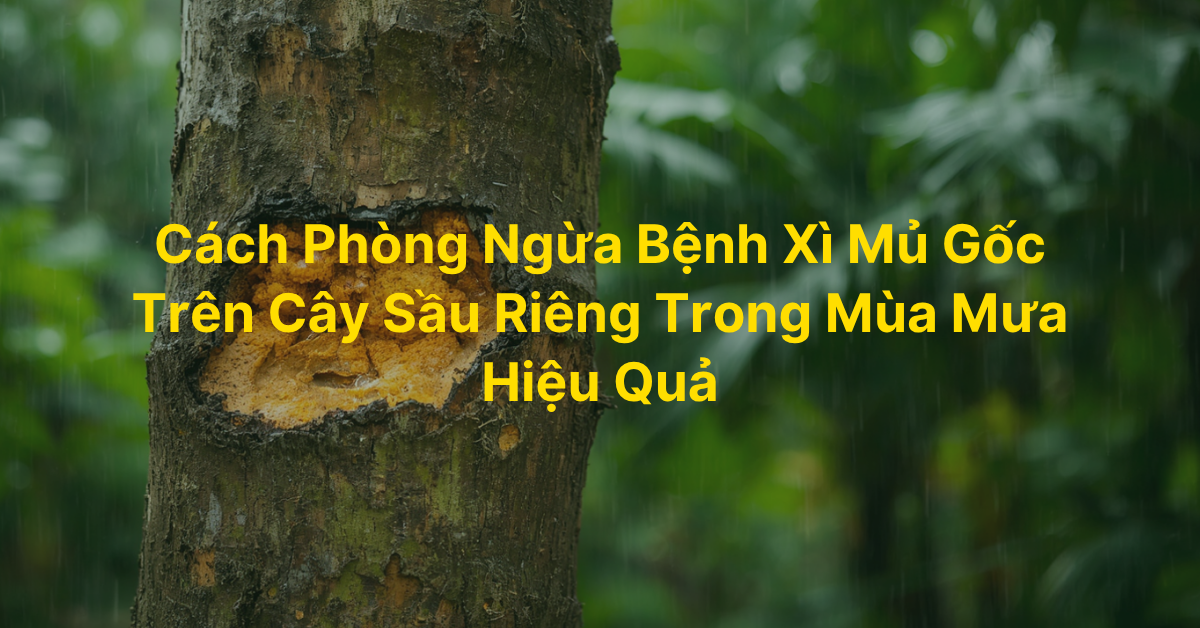 Cách Phòng Ngừa Bệnh Xì Mủ Gốc Trên Cây Sầu Riêng Trong Mùa Mưa Hiệu Quả