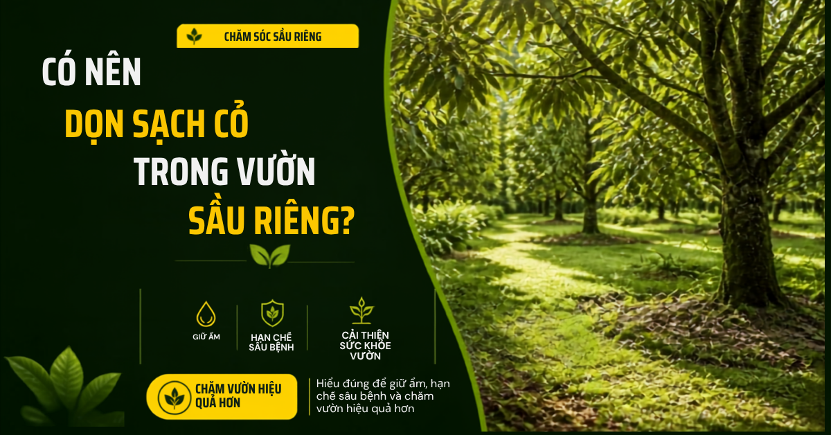 Có Nên Dọn Sạch Cỏ Trong Vườn Sầu Riêng? Lợi Ích Và Những Sai Lầm Nhiều Nhà Vườn Mắc Phải