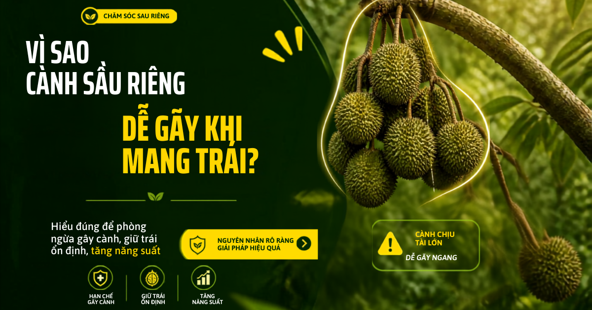 Vì Sao Cành Sầu Riêng Dễ Gãy Khi Mang Trái? Nguyên Nhân Và Cách Hạn Chế Hiệu Quả