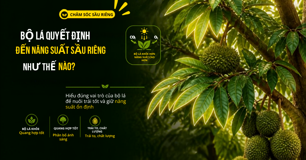 Bộ Lá Quyết Định Đến Năng Suất Sầu Riêng Như Thế Nào? Những Điều Nhiều Nhà Vườn Thường Bỏ Qua