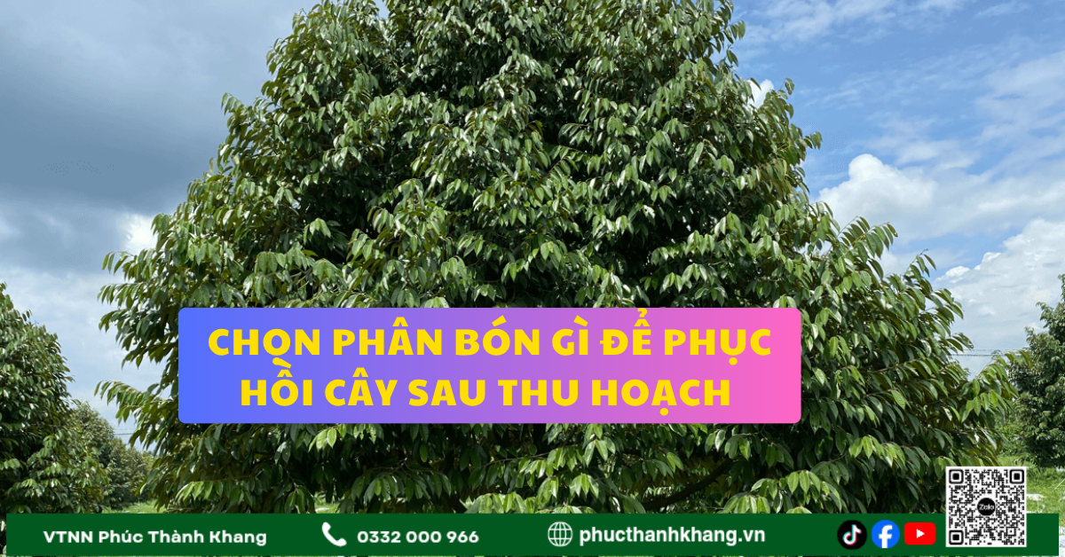 Nên Chọn Phân Bón Gì Để Phục Hồi Cây Sau Thu Hoạch?