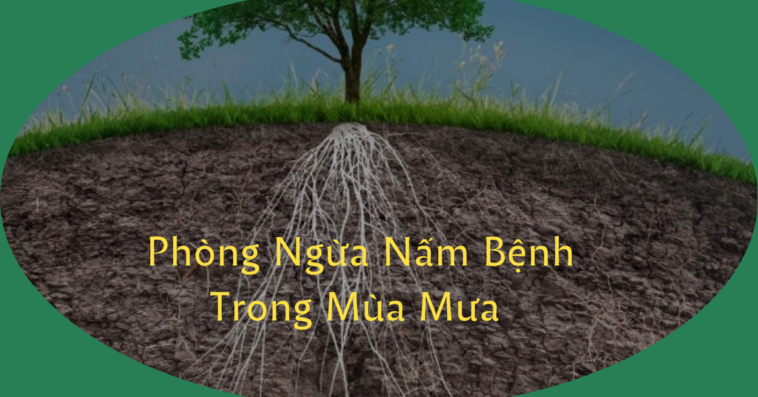 Cách Phòng Ngừa Tuyến Trùng Cho Cây Trồng Vào Mùa Mưa Hiệu Quả