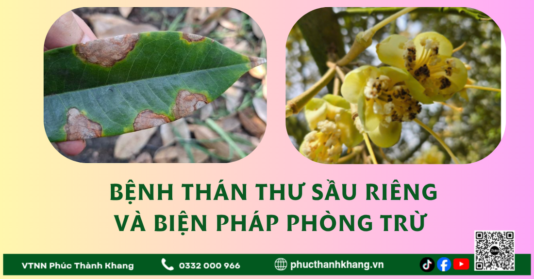 Bệnh Thán Thư Trên Cây Sầu Riêng – Nguyên Nhân, Dấu Hiệu Và Cách Phòng Trị Hiệu Quả