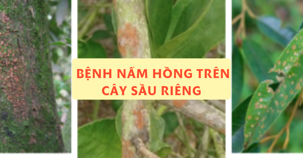 Bệnh Nấm Hồng Trên Cây Sầu Riêng: Nguyên Nhân, Dấu Hiệu Và Cách Phòng Trị Hiệu Quả