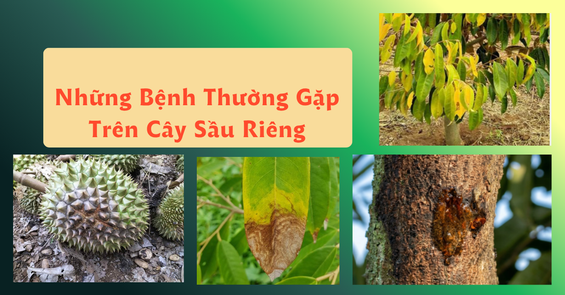 Những Bệnh Thường Gặp Trên Cây Sầu Riêng Vào Mùa Mưa