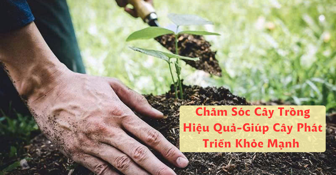 Hướng Dẫn Chăm Sóc Cây Trồng Hiệu Quả Giúp Cây Sinh Trưởng Khỏe Mạnh