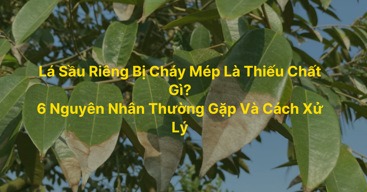 Lá Sầu Riêng Bị Cháy Mép Là Thiếu Chất Gì? 6 Nguyên Nhân Thường Gặp Và Cách Xử Lý