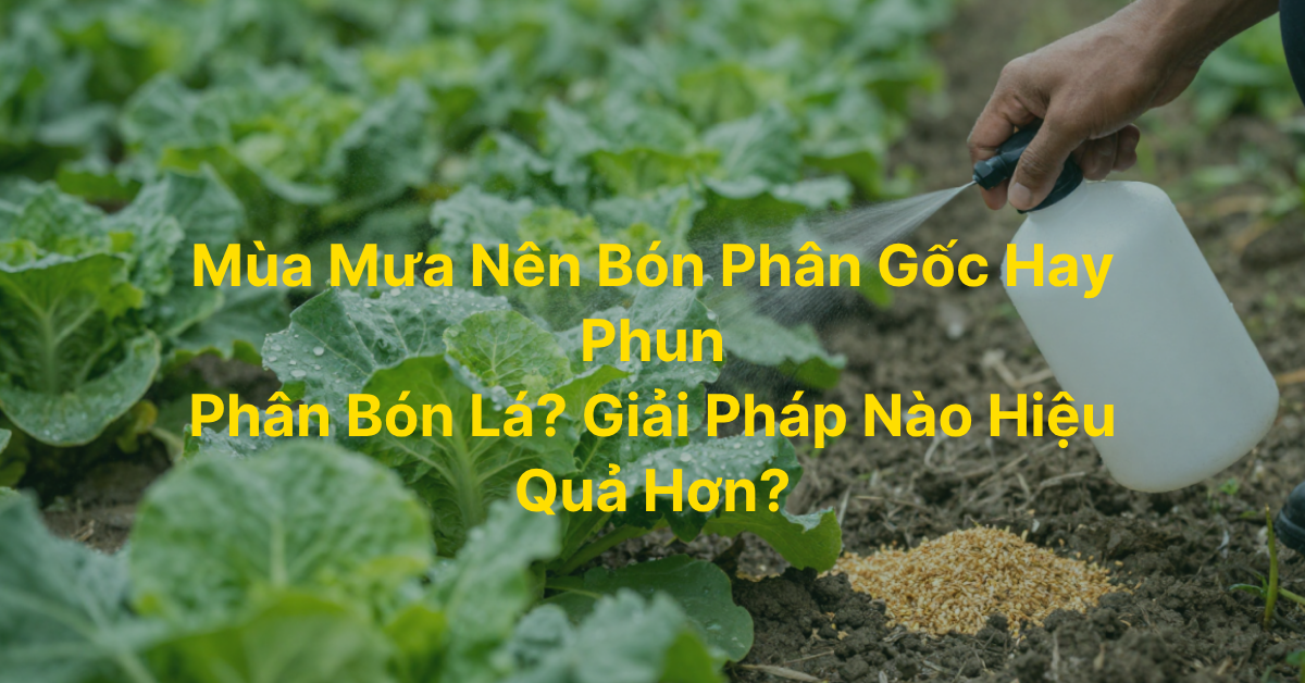 Mùa mưa nên bón phân gốc hay phun phân bón lá? Giải pháp nào hiệu quả hơn?