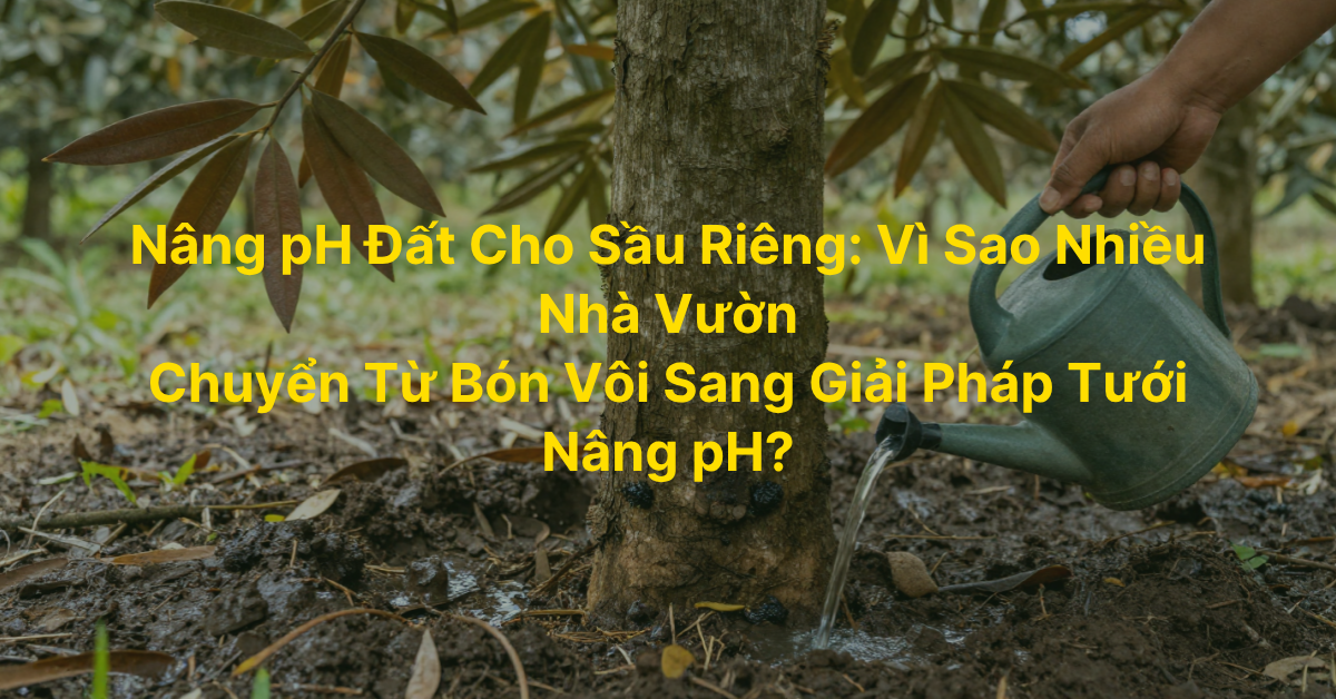 Nâng pH đất cho sầu riêng: Vì sao nhiều nhà vườn chuyển từ bón vôi sang giải pháp tưới nâng pH?