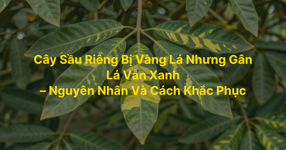 Cây Sầu Riêng Bị Vàng Lá Nhưng Gân Lá Vẫn Xanh – Nguyên Nhân Và Cách Khắc Phục