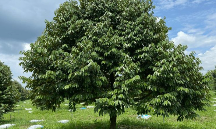 Qui Trình Chăm Sóc Và Phục Hồi Cây Sầu Riêng Sau Thu Hoạch
