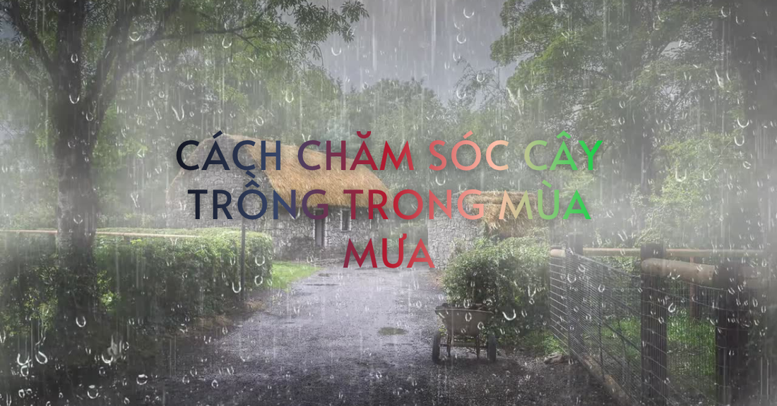 BÍ QUYẾT CHĂM SÓC CÂY TRỒNG HIỆU QUẢ TRONG MÙA MƯA