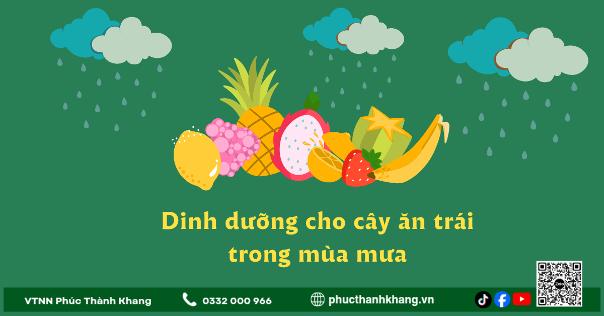 Dinh Dưỡng Cho Cây Ăn Trái Trong Mùa Mưa