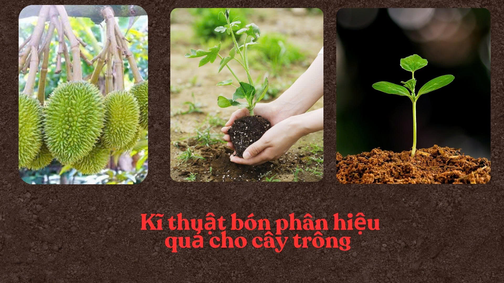 KỸ THUẬT BÓN PHÂN HIỆU QUẢ CHO CÂY TRỒNG
