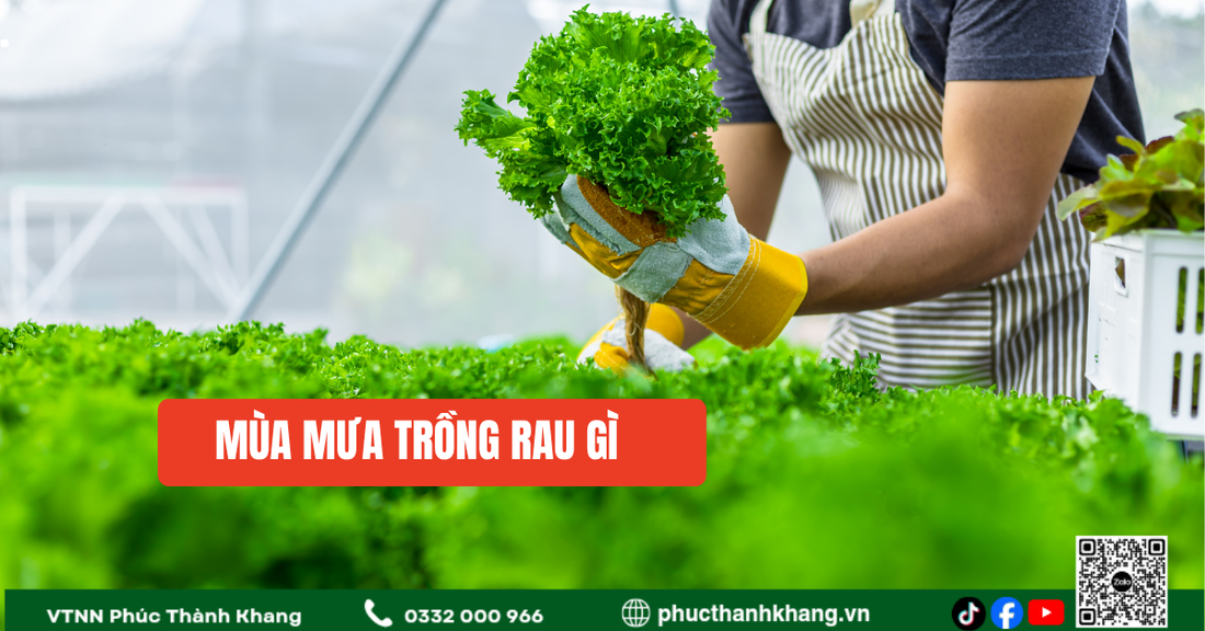 Mùa Mưa Trồng Gì? Gợi Ý Những Loại Cây Trồng Phát Triển Tốt Trong Mùa Mưa
